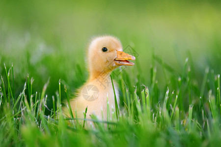 绿草上的小黄鸭图片