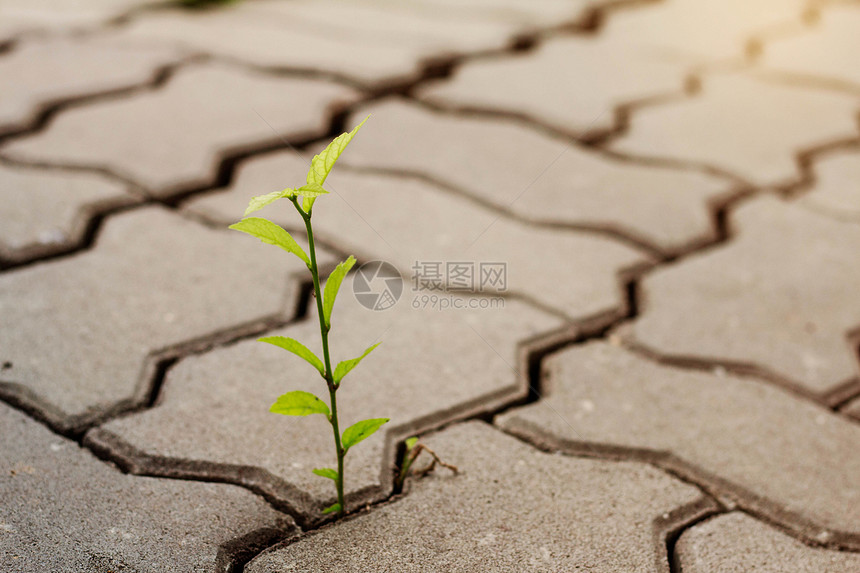 公园里砖上的植物图片