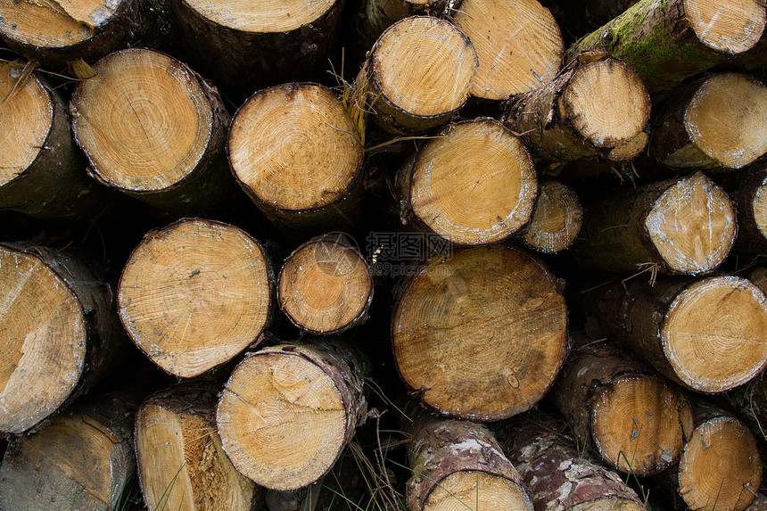 在环境或森林砍伐背景图像中显示用电锯砍伐的原木和树干末端的一堆或一堆图片
