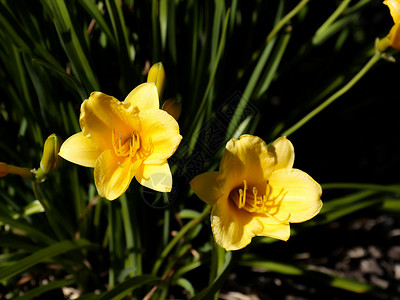 深色背景中一对盛开的黄色铃铛花背景图片