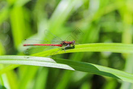 绿草上的红蛱蝶离开前视图图片
