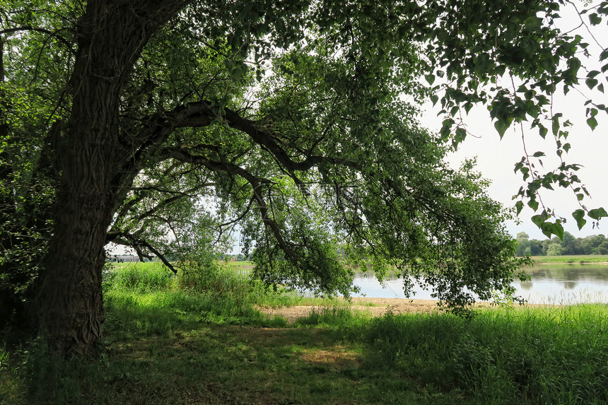 Elbe河岸的大柳树及其夏季典型草原图片