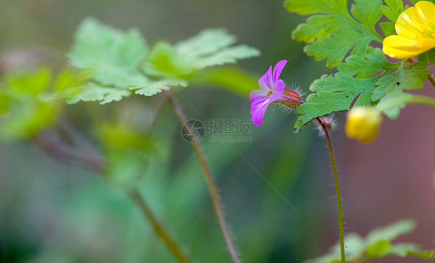 大自然中的紫色春花图片