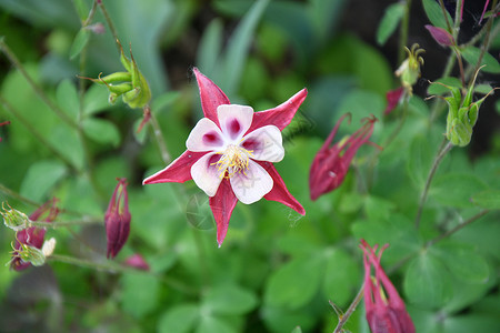 夏日花园里的耧斗菜花图片