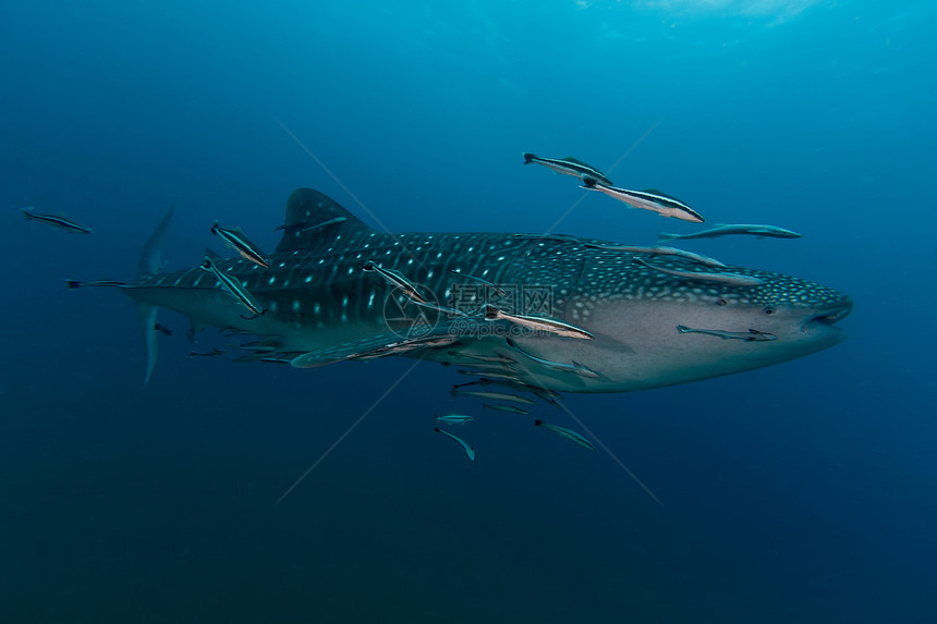 游鲸鲨鱼Rhincodon打字是动物王国图片