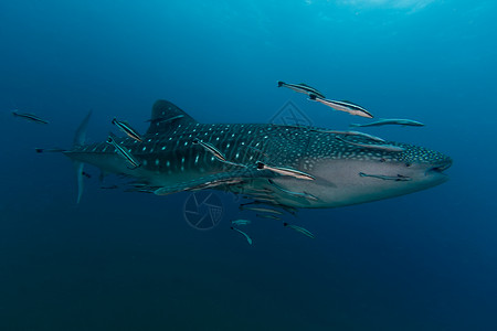 游鲸鲨鱼Rhincodon打字是动物王国背景图片