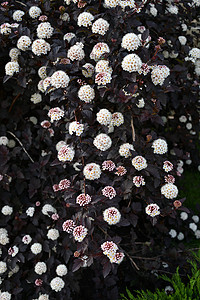 夏日的花朵白色日piliaeawhitecolo图片