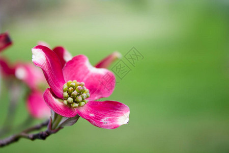 盛开的山茱萸树花特写图片