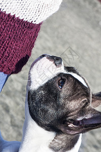 年轻的法国斗牛犬宠物长相和图片