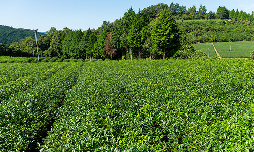 新鲜绿茶农场图片