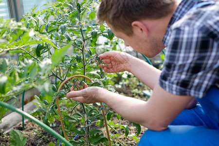 白种农民在温室检查番茄植物图片