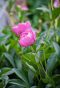 花园里美丽的粉红色牡丹图片