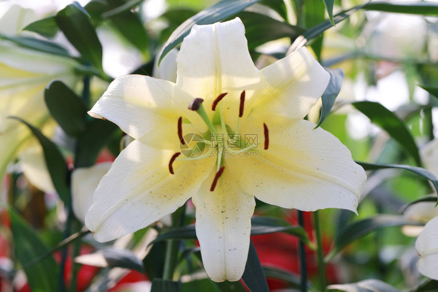 百合花的白色混合黄色在花园里盛开图片