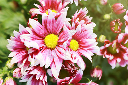 花朵的粉色混合白色花朵背景图片