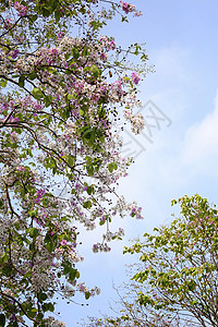 Lagertromia花朵开花或园中的Tabak花朵图片