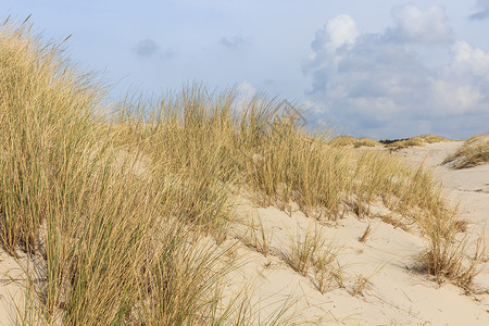 荷兰北海沿岸的沙丘图片