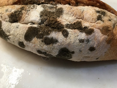 Moldy面包图片