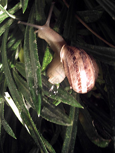 蜗牛背景单位隔离图片