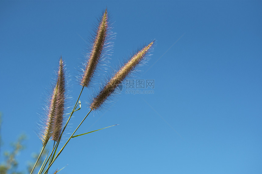 草花与蓝天纹理背景图片