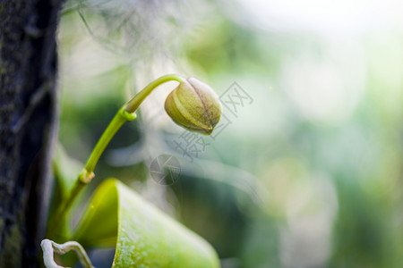 花朵和绿叶背景图片