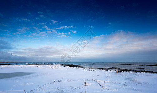 马站在雪中覆盖着海岸冰岛图片