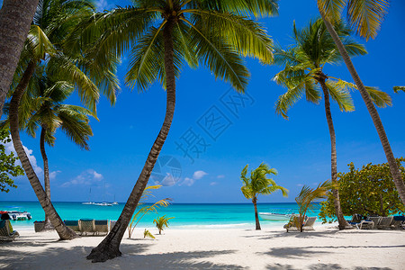 海边蓝天空和白沙的椰图片
