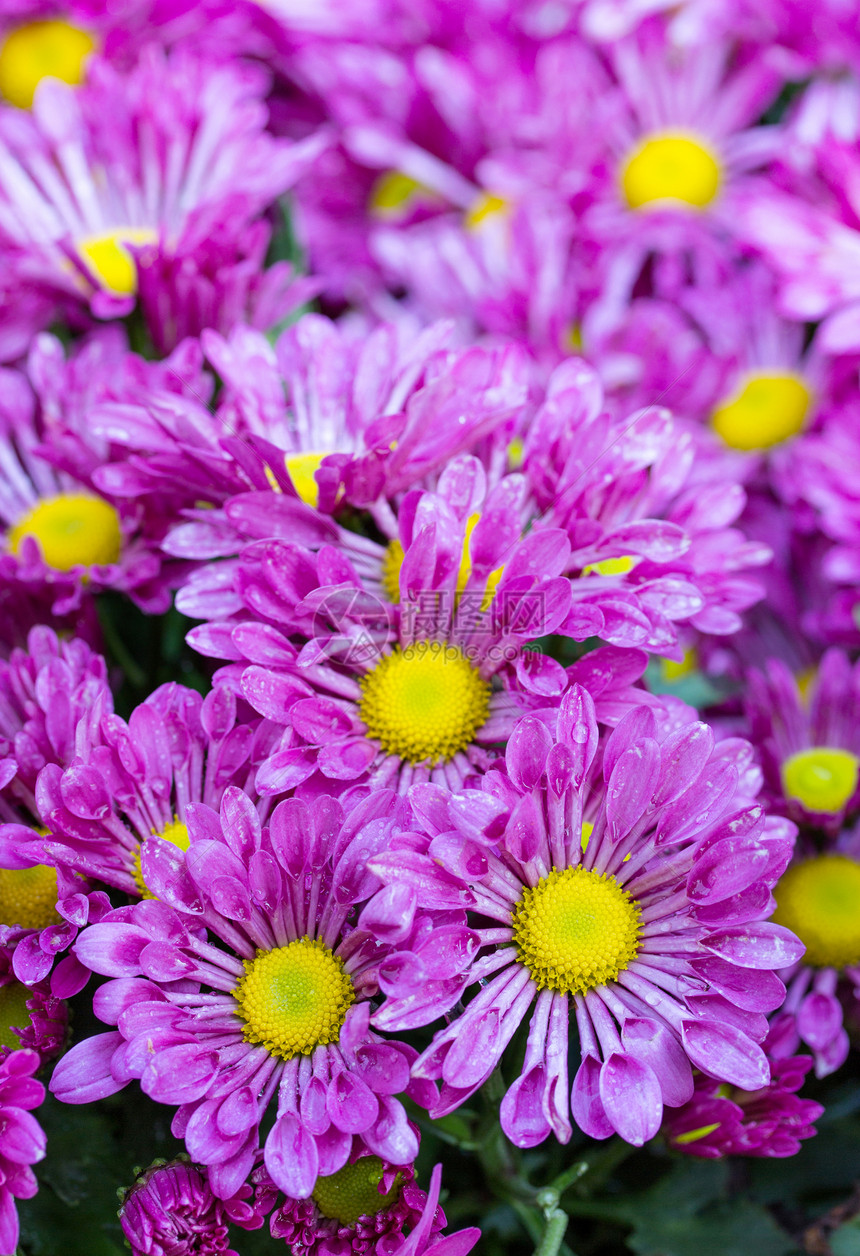 紫菊雏菊花图片