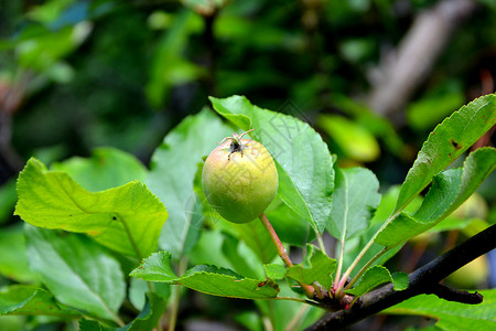 初夏果园里的苹果在果园里图片