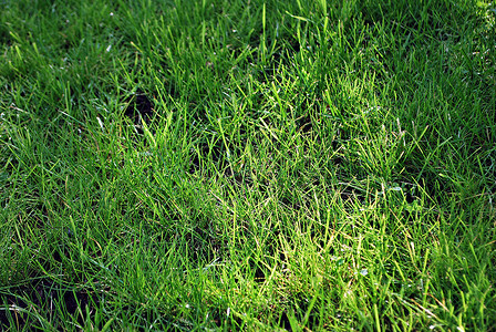 绿草的背景绿草质地绿草特写图片