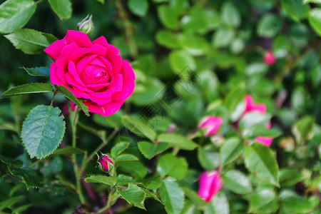 粉红玫瑰是在绿色背景模糊的背景图片