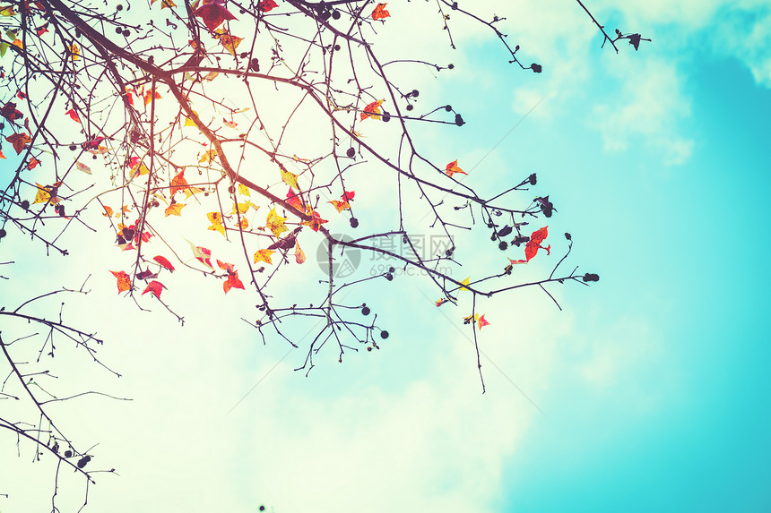 秋季美丽的秋叶和天空背景图片