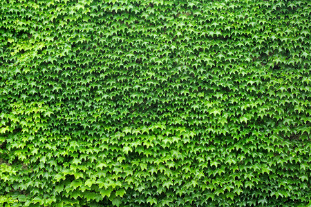 叶子墙藤全绿色纹理背景花园背景图片