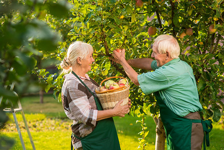 有篮子摘苹果的人老年园丁夫妇初学图片