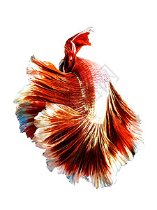红色泰国斗鱼或暹罗斗鱼美丽的翻转体隔离在白色背景上对于垂直广告的图片