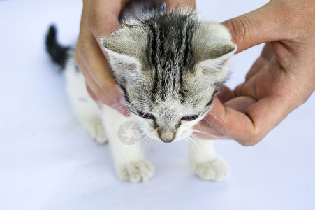 可爱的猫人们爱和亲吻猫最美背景图片