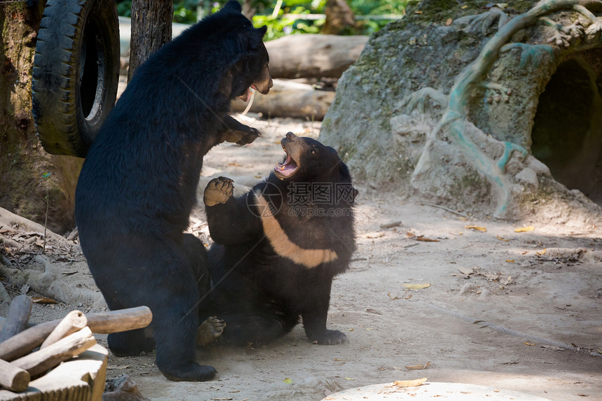 位于北老挝LuangPrabang附近公园宽西瀑布的公园野熊救援中心图片
