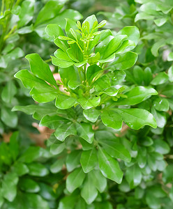 树和植物图片