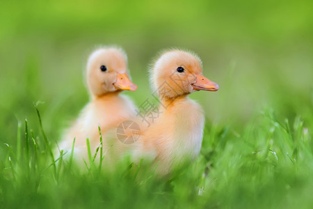 绿草上的两只小黄鸭背景图片