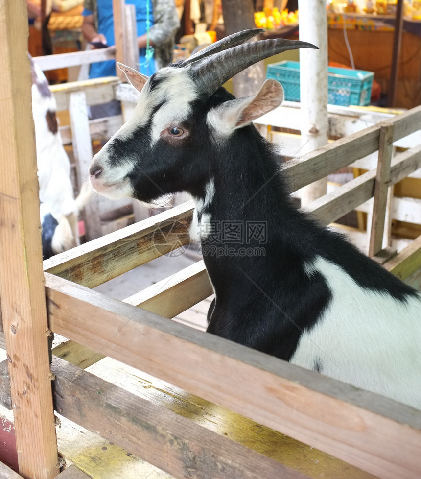 Bangnamphung浮现市场概念农场动物泰国旅游的农场中可图片