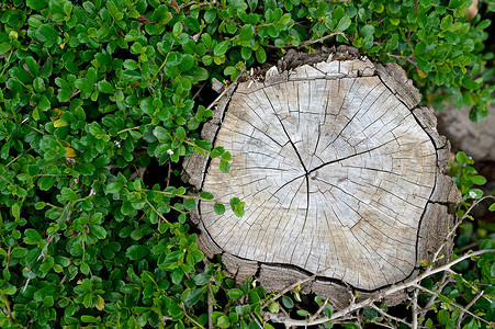 旧树干的切割树的核心由年轮图片