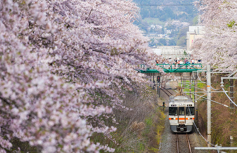 日本火车在神奈川县山北町盛开的樱花树下图片