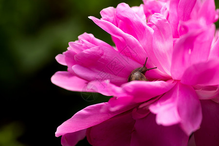 一只蜗牛爬在花上蜗图片
