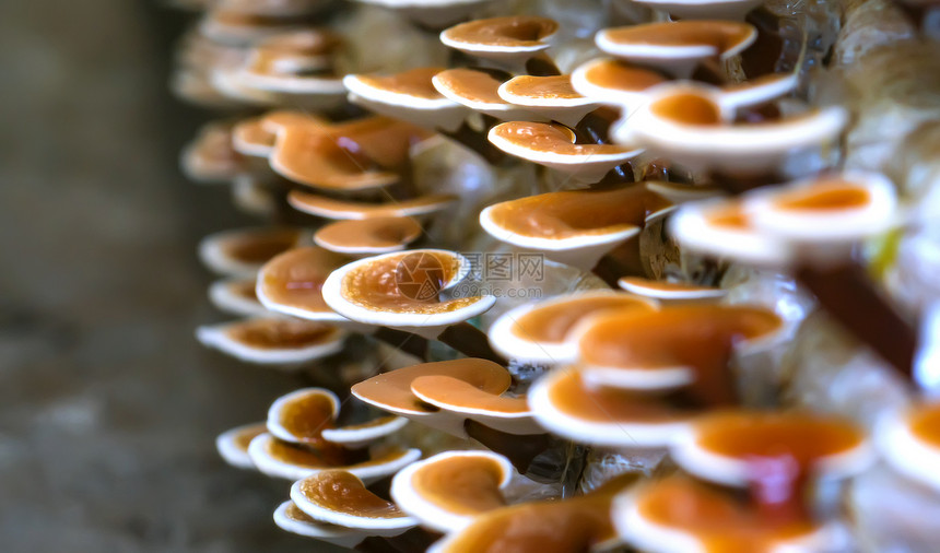 GanodermaLucidum在农场生长的美景这是种蘑菇的一种方法图片