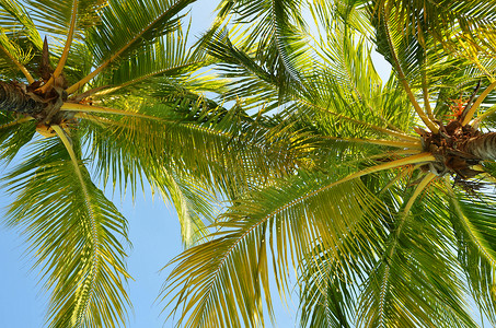 蓝天背景下椰子树的特写镜头图片