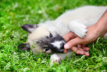 美丽的西伯利亚拉伊卡小狗图片