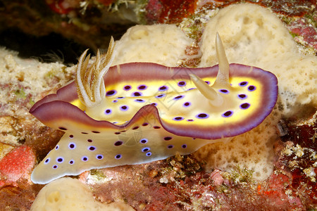 活鳗沿着水下的珊瑚礁爬行背景