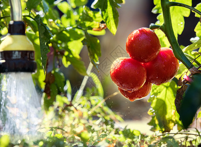 在温室花园浇灌幼苗番茄植物图片