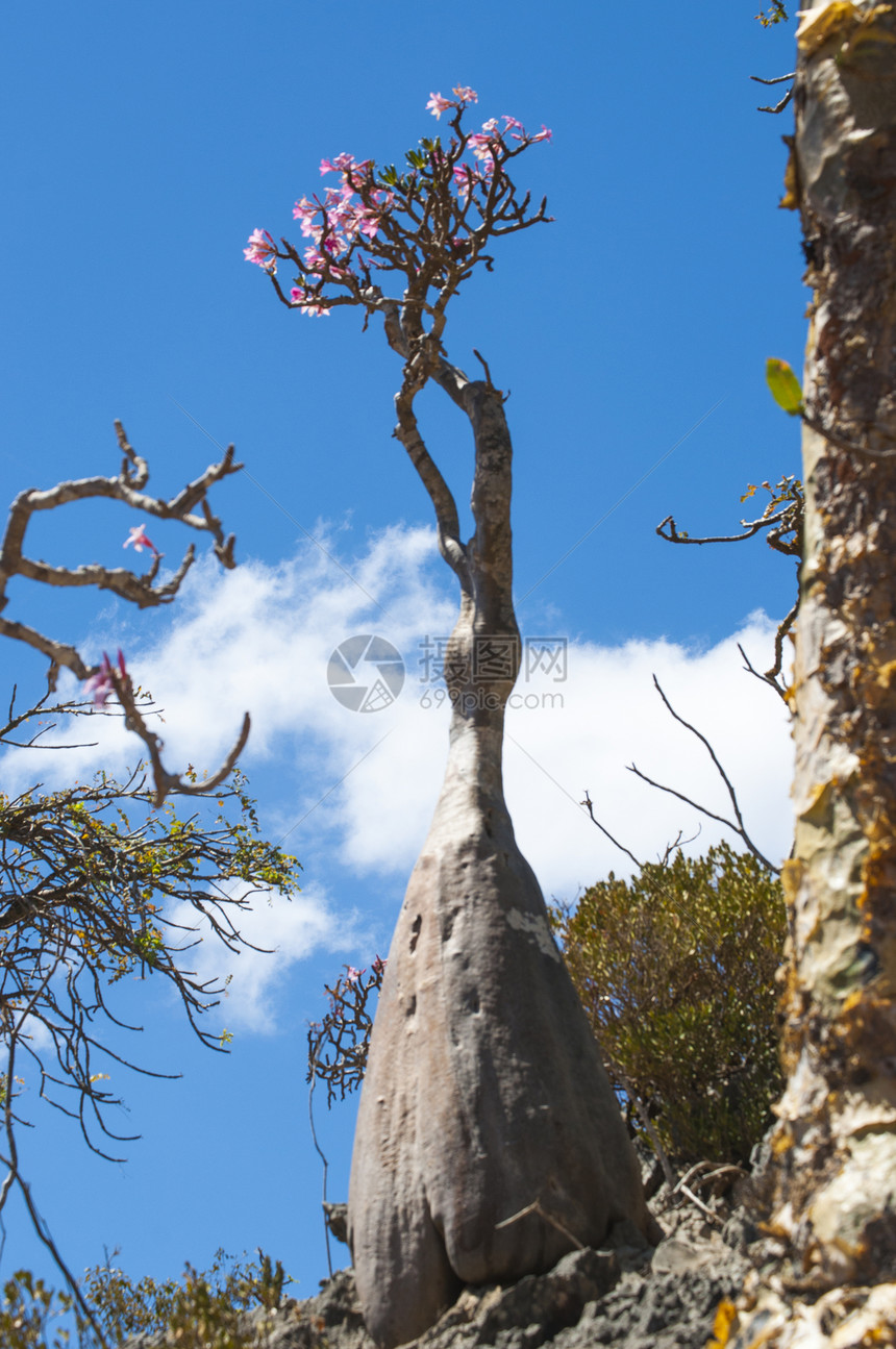 自2008年以来联合国教科文组织世界遗产迪尔胡龙血树森林中盛开的瓶树图片