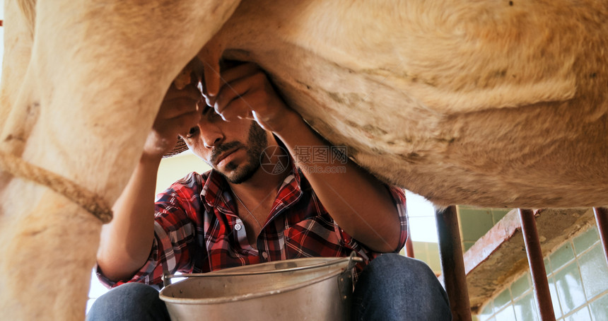 农村民的日常生活拉丁美洲农民在乡村牧场饲养牲畜人用手挤图片