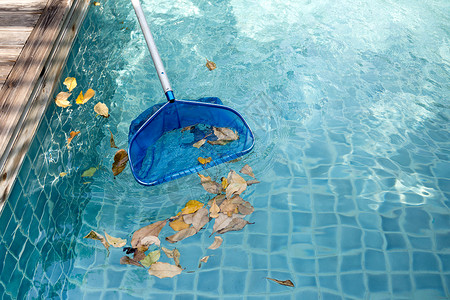 夏季用蓝色撇渣器清洁落叶游泳池图片